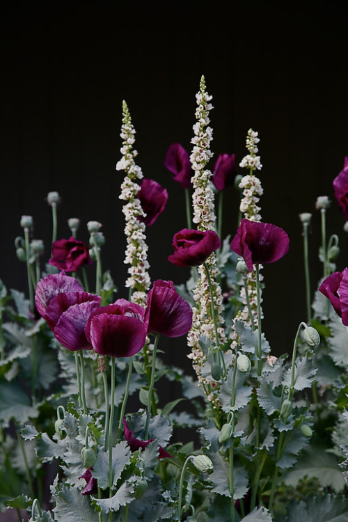 lawsoffate: Poppies with ornamental Verbascum (mullein)