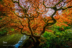 superbnature:  Forest Flame by roshinlal http://ift.tt/1yuYomq