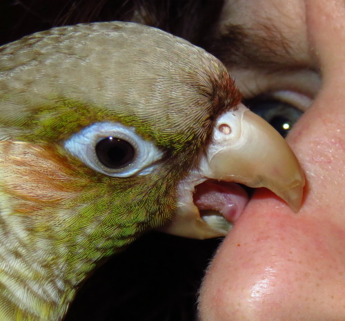 Yoshi licking things part 8: a nose