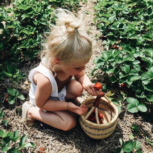 johnnaholmgren - Completely in her element with the strawberries...