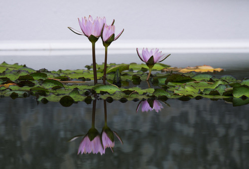 misty-lane: waterlily