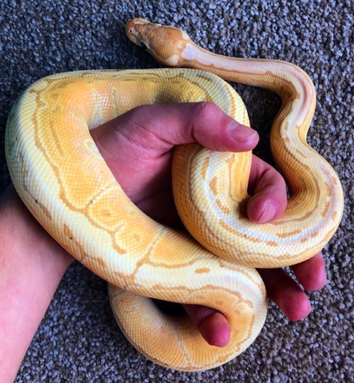 citrusnoodle:he wants to be a circus contortionist when he grows up
