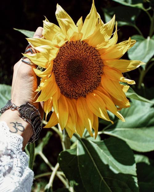 shana-makins:  Sunflowers remind me of a adult photos