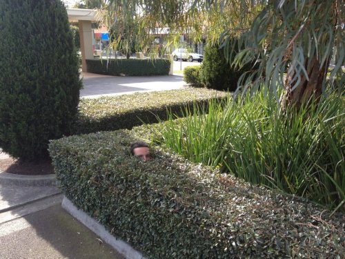 pleatedjeans:“My friend who is a gardener sends me photos of himself at work” (via)