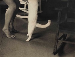 Imageseatthesoul: Francesca Woodman Self-Portrait With Cat, New York, 1980