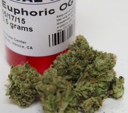 mslovejoy:  Euphoric OG Kush x Medical Marijuana