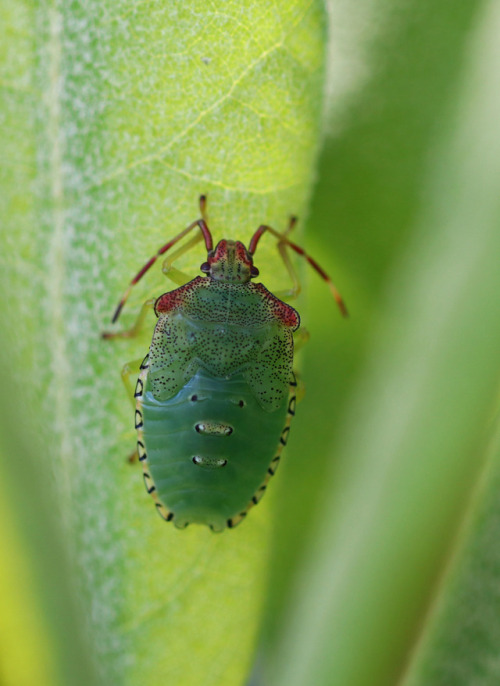 Hawthorn shield bug/hagtornsbärfis (nymph). 