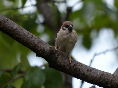 スズメ　Eurasian tree sparrowTown Sparrow ～ 街のすずめ　ArchiveTown Birds ～ 街の鳥  Archive