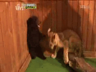amortheehero:
“jennaavh:
“ smilemoreoftenplease:
“ The bear is like “holy fuck, a lion!” The lion is like “holy fuck, a human!” ”
In my mind I hear “why are we all screaming?!” ”
This had me rolling hard 😭😭😭
”