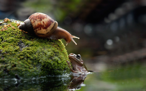 rosaleithewitch:  nubbsgalore:  need a lift? photos by nordin seruyan in central borneo   Snails are cinnamon rolls and must be protected at all costs