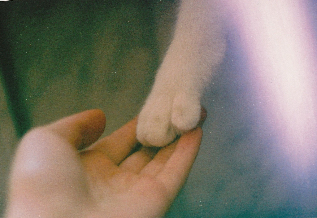 c a t s
