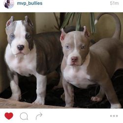 My Boy Is Getting So Big And Handsome!! This Weekend!! 🎉💥🎉💥 @Mvp_Bullies