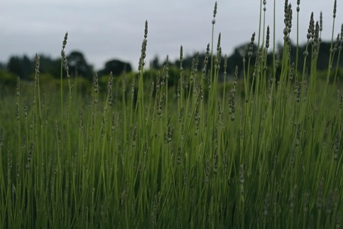 Sauvie Island, OregonJune 2017Website