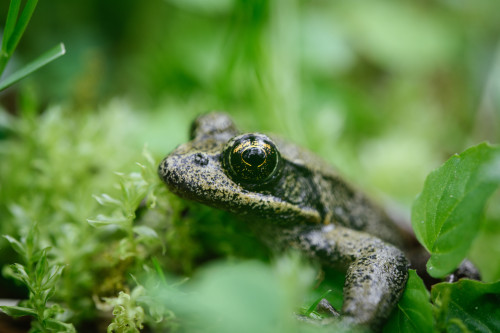 In the moss