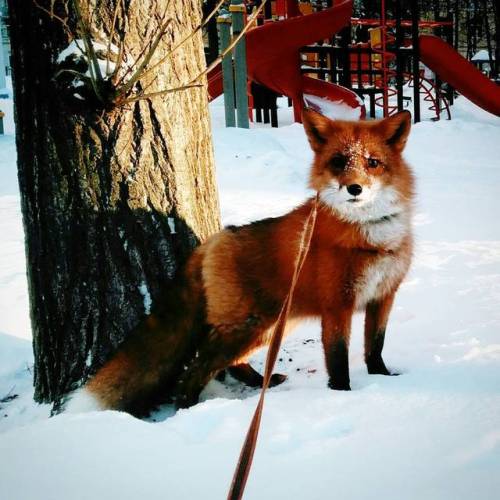 Imagine going down the slide and you see someone walking their fox Thor the Fox