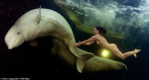 www.dailymail.co.uk/news/article-2004042/Naked-female-scientist-tries-tame-beluga-whales-arct