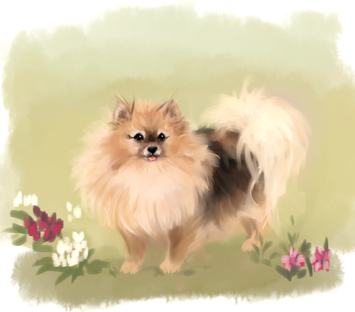 felidaefatigue:thx for letting me draw giselle, @sladiver ! My sister’s pom used to const