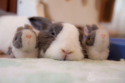 bunnieblog:  Dutchie bros by RosyBunny on