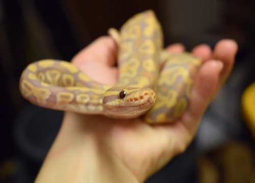 Baby Caramel Glow Ball Python. <3