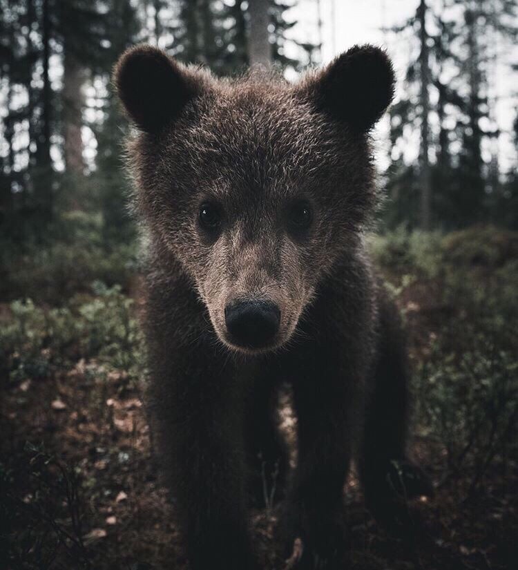 autumnalstars:  stiannorum  