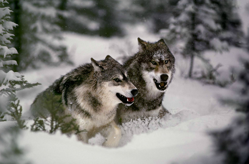 atraversso:  Wildlife  by Jim Brandenburg 