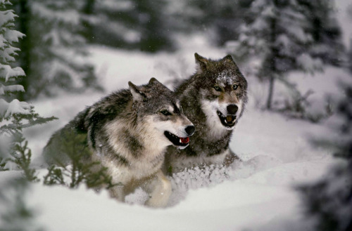 silentmania:atraversso:Wildlifeby Jim BrandenburgI love how wolves just lay about in the snow.