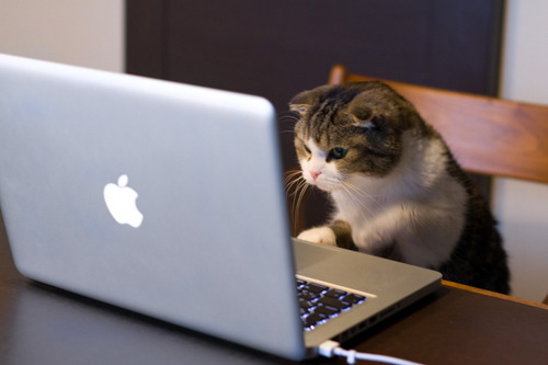 Porn tastefullyoffensive:  Cats Using ComputersPreviously: photos