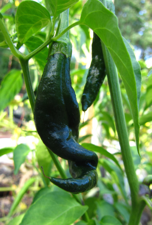 Mystery pepper - Most of the labels were misplaced for the peppers, assuming we even knew what they 