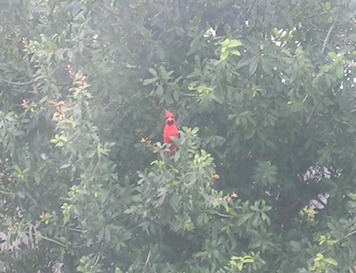 my yard is filled with cardinals and rabbits right now !!       
