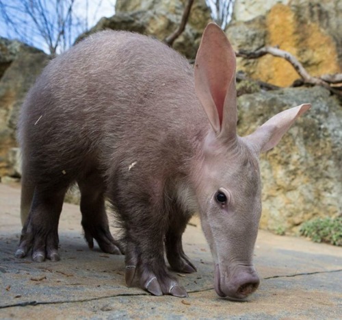 aardvark