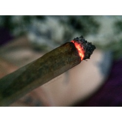 shesmokesjoints:  Joints in bed 