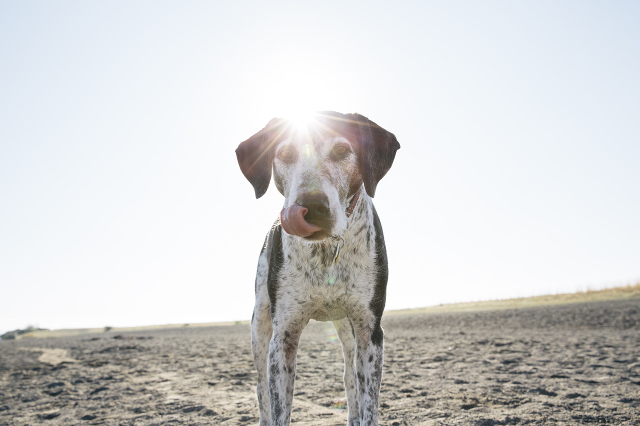 nevercertain:  &ldquo;I know there are some small dogs that are sturdy, like
