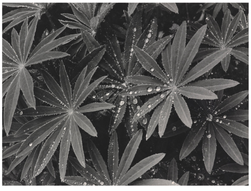 Laura Gilpin, Rain Drops on Lupin Leaves, 1938Amon Carter Museum of American Art