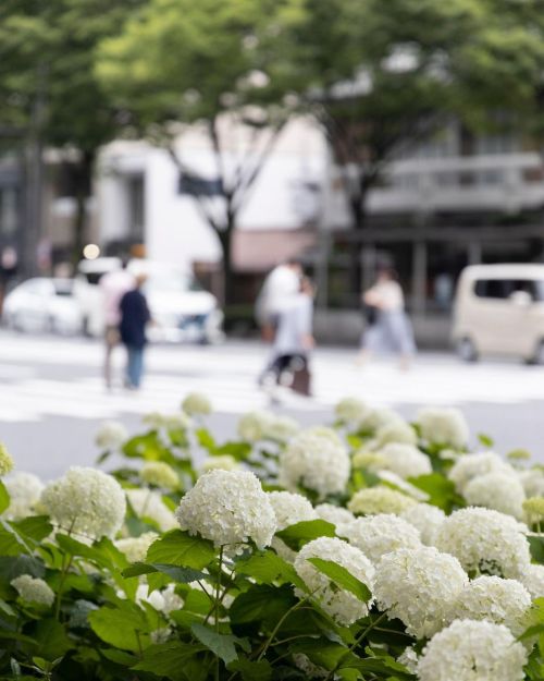 アナベル#アナベル #京都 #烏丸御池 (烏丸御池駅) https://www.instagram.com/p/CQDSOaltSmE/?utm_medium=tumblr