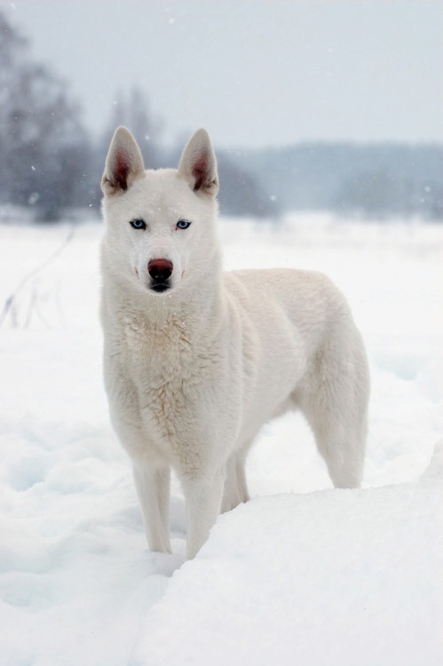 souhailbog:  Amazing Blog!