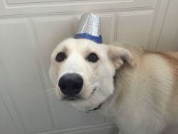 awwww-cute:  He’s happy about his new hat
