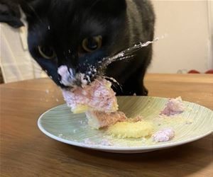 catasters: