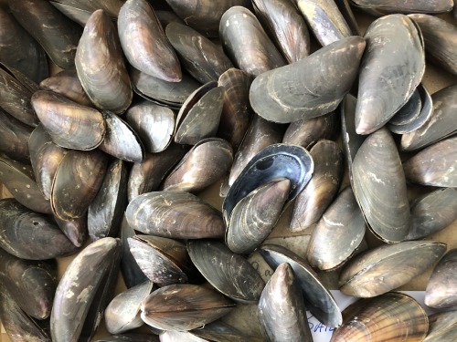  Belgian mussels developed stronger shellsBelgian mussels have developed stronger shells over the la