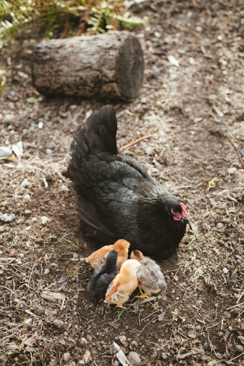 millivedder:Mama and babies