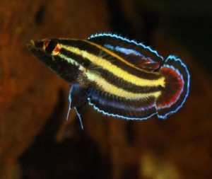 aquatictimes:Endless list of aquatic creatures I’d love to keep: 70. Parosphromenus sp. ‘Sentang’, P