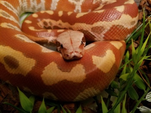 A fresh shed Jubilee!T+ Albino Blood Python, Python brongersmai.