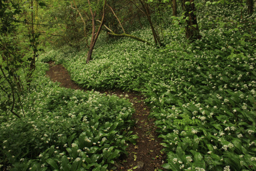 graymanphotography: wild garlic in the forest