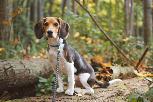 Beagle on a log