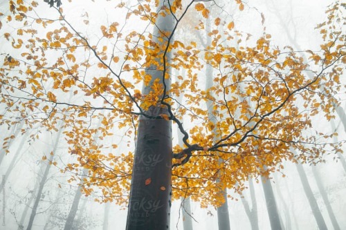 Enchanted tree #photography #naturephotography #nature #forest #fog #autumn #CoverArt #autumnmagic #