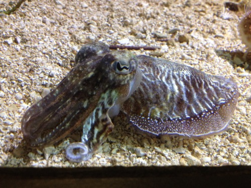 This suave little cephalopod was at the New England Aquarium. Up in the top right you can see a star