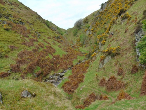 Hill walk in the Ochils from  Tillicoultry.As we leave the burn and it’s waterfalls behind, the hill