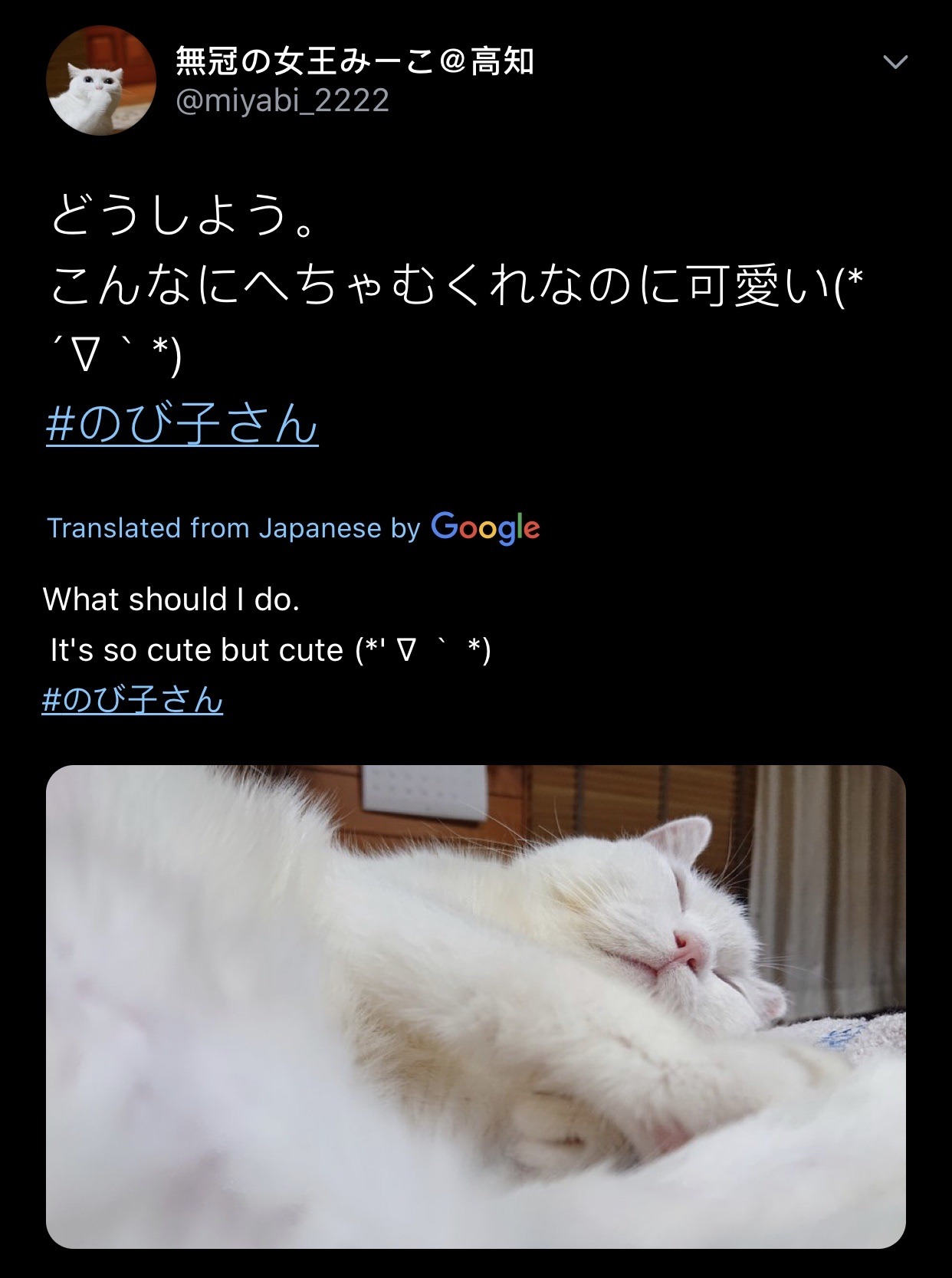 makichiha: thecutestcatever:  bikewheelr:  socialist-tomfoolery:  notcuddles:  kremlint:  erarg:  longcat is probably dead :(  WRONG   Awww, long cat’s owner got married.  this is a good post   “When you say “Looooong”, I think of my cat. Around