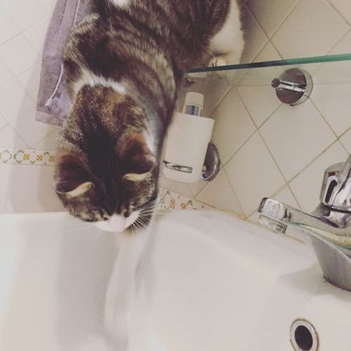 Water fascination… #water #meow #happy #gatto #roma #bathroom #cat #likeme #catsagram #instag