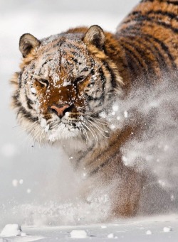 beautiful-wildlife:  Amur Tiger by suhaderbent 