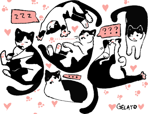 gelatomoon:i love my cat 